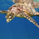 Hawksbill Turtle