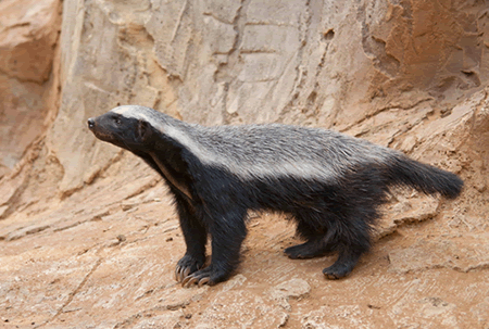 Stoffel, the honey badger that can escape from anywhere! - BBC 