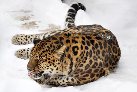 An Amur Leopard