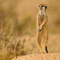 Adopt a Meerkat