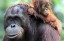 An Orangutan family