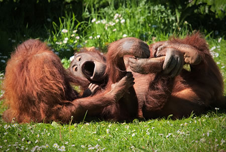 Orangutans monkeying around