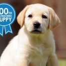 Meet Tilly Guide Dogs 100th Sponsored Puppy