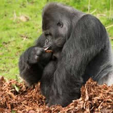 Gorilla in the Leaves!