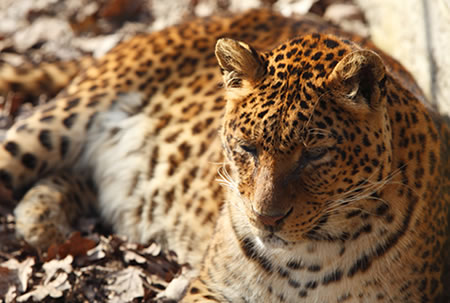 Adopt a jaguar