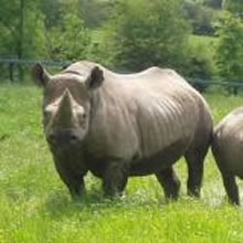 WWF Concern at Illegal Wildlife Trade Increase