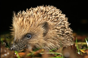 Hedgehog Numbers Fall Dramatically