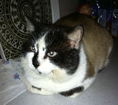 The Resident Boris at the Glasgow Cat Protection Centre