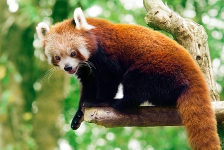 Aspinall Red Panda