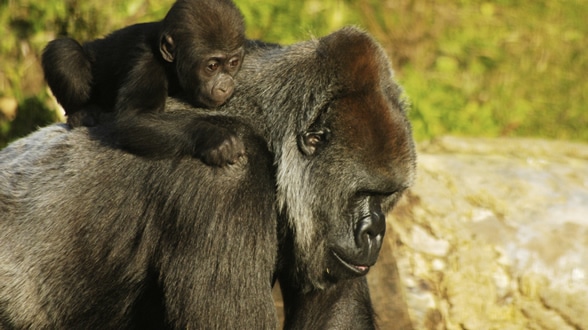 Western Lowland Gorilla