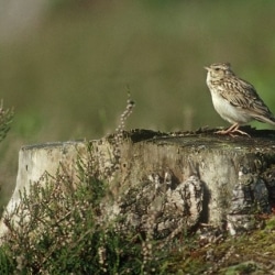RSPB Broadwater Warren Has Successful Summer