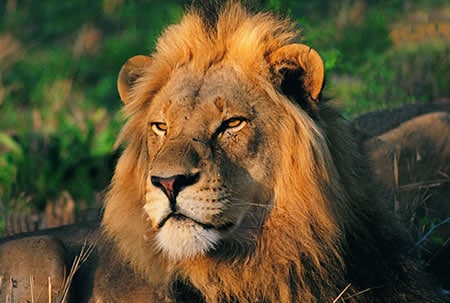 Adopt a Lion today at udopt.co.uk