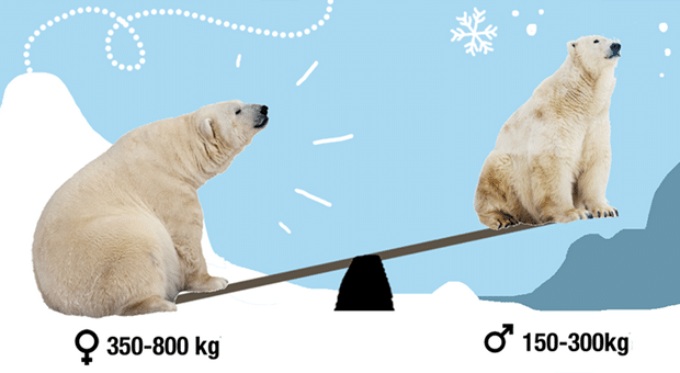 Polar bear infographic