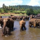 Study Finds Elephants Can Differentiate Between Human Languages