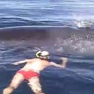 Saving a whale