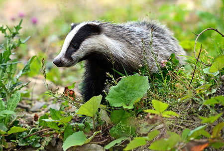 Badger