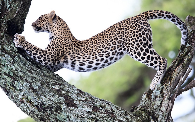 Leopards Like To Feed On Domesticated Dogs