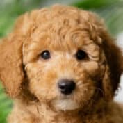 Sponsor a Puppy Elmo