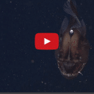 Anglerfish