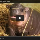 Meet The Cute Boxing Day Baby Pygmy Hippo