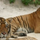 Tiger Numbers Surge By 30 Per Cent In India