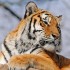Amur Tiger Numbers Starting To Recover In China