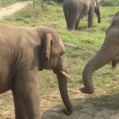 Lakhi The Tortured Blind Elephant Will Get To Live Happily Ever After