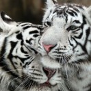 Male White Tiger Too Shy To Have Sex