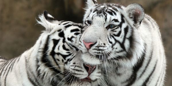 Male White Tiger Too Shy To Have Sex