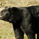 Chinese Man Realises His Pet Dogs Are In Fact Black Bears