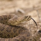 Man Tries To Take Selfie With Rattlesnake And Gets Bitten