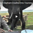 elephantb dinner