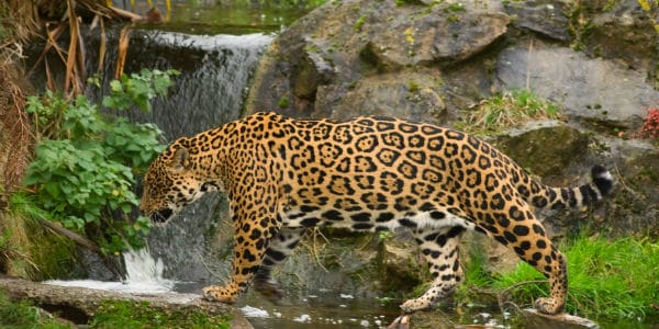 Jaguar Too Fat To Mate Being Sent Back Home