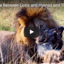 Lions Vs Hyenas