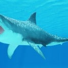 Ten Thousand Sharks Congregate On The Coast Of Florida