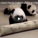 giant panda cubs