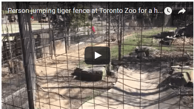 toronto zoo