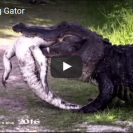 gator