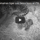 Sumatran Tigers