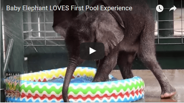 baby elephant pool