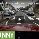 Check Out This Smart Cat Crossing The Road