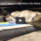 Kitten Wakes Up Mamma Husky