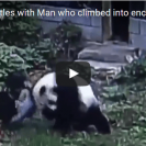 panda wrestling man