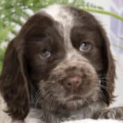 Sponsor a Puppy Hebe
