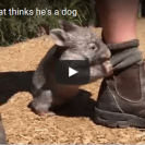 wombat thinks its a dog