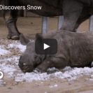 baby rhino snow