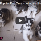 husky puppies