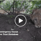 lion rescue