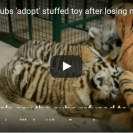 tiger cubs adopted