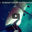 bullshark attack